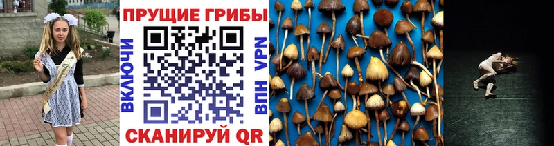 гидра ссылки  Багратионовск  Галлюциногенные грибы Magic Shrooms 
